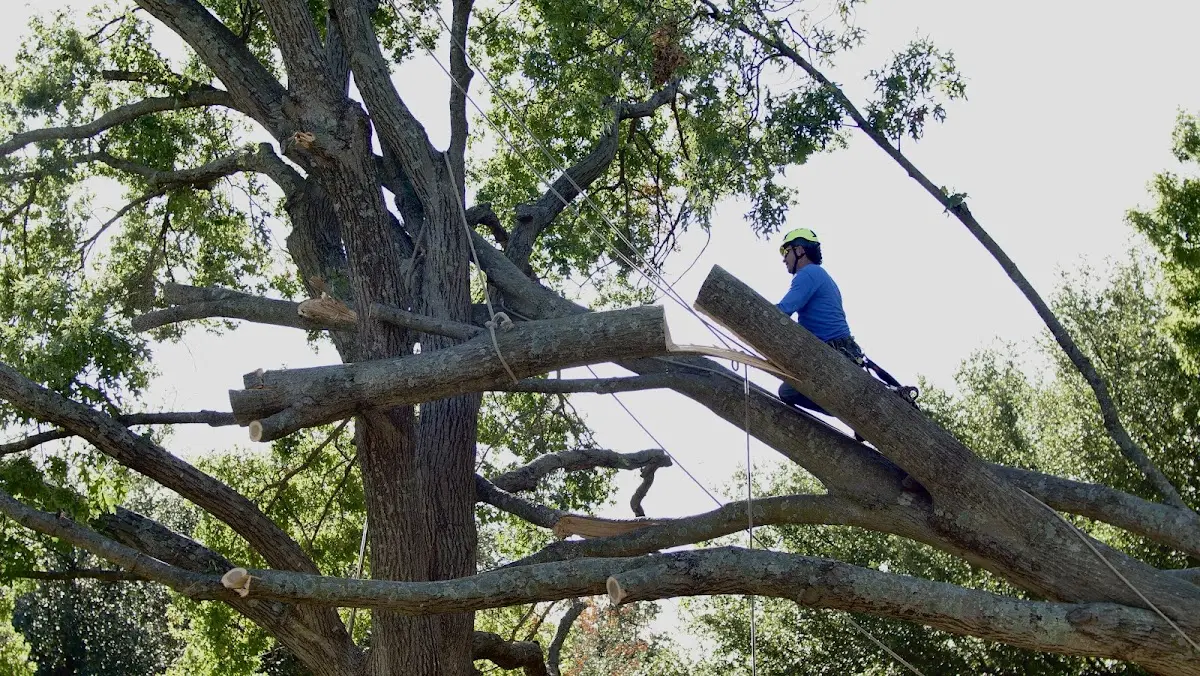 Professional Hazardous Tree Removal performed by certified arborists in Edgarton