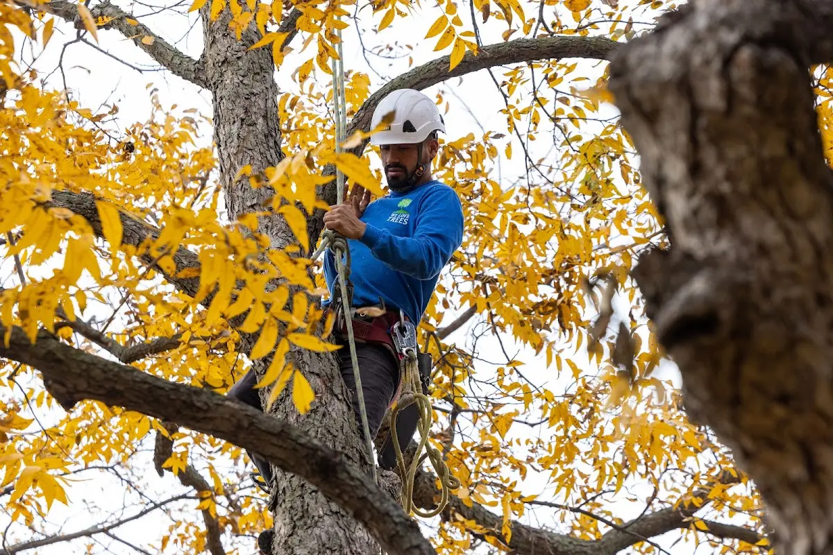 Skilled Tree Trimming crew working in Edgarton